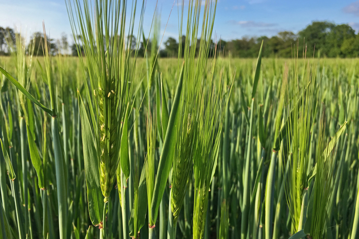 Das Foto zeigt ein Kornfeld, an dem die Spargel-Radtour per Rad vorbeiführt