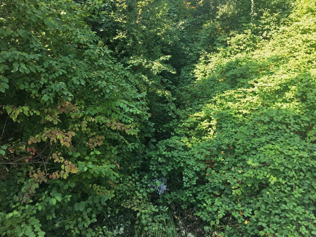 Das Bild zeigt Bäume und Sträucher an der Emscher