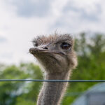 Das Foto zeigt einen Strauß auf der Straußenfarm in Essen