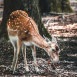 Das Foto zeigt ein Reh im Wildgehege von Dortmund