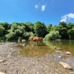 Das Foto zeigt eine Kuh an der Ruhr in Hattingen