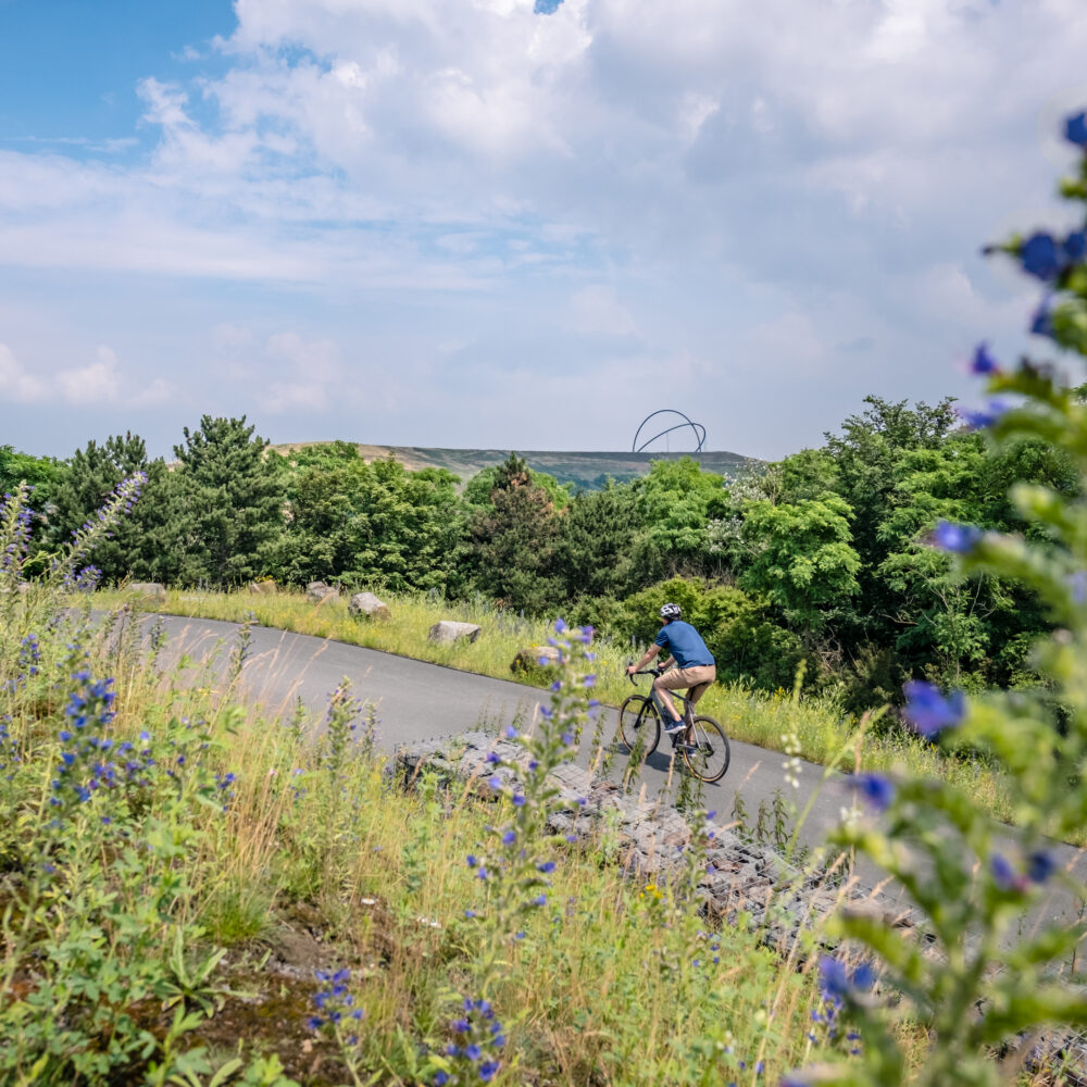 Das Foto zeigt einen Radfahrer bei der RevierRoute Haldenglück mit der Halde Hoheward in Herten im Hintergrund