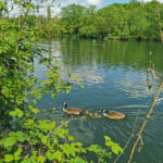 Das Foto zeigt eine junge Wildgans-Familie an der Ruhr in Essen