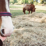 Das Bild zeigt zwei Pferde