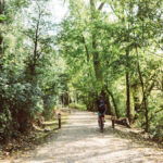 Das Bild zeigt einen Radfahrer im Wald