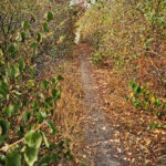Das Foto zeigt schmale Trails auf der Gravel.Trail.Tour durch die Brauker Alpen