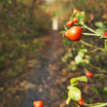 Das Foto zeigt schmale Trails auf der Gravel.Trail.Tour durch die Brauker Alpen