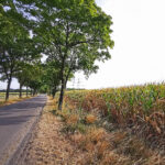 Das Foto zeigt Felder bei der Gravel.Trail.Tour durch die Brauker Alpen