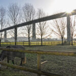 Das Foto zeigt ein grasendes Pferd auf einer Koppel. Im Hintergrund überspannt die Autobahnbrücke der A52 als spektakulärer Blickfang das radrevier.ruhr im Ruhrtal.