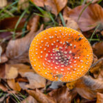 Das Foto zeigt einen Pilz am Rotbach in Bottrop